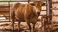 Le boeuf de Chalosse, emblème de la gastronomie de ce territoire landais